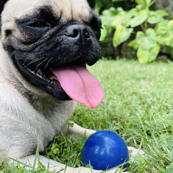 SuperChewy Tough Dog Ball Toy Strong Natural Rubber Great Fetch Toy Durable Chew Toy for Aggressive Chewers Large Breed Tested - Image 7